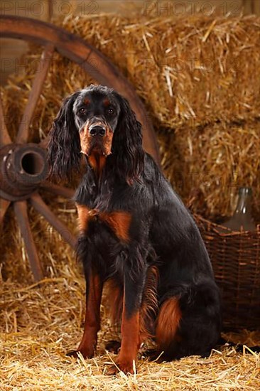 Gordon Setter