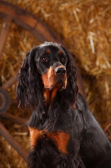 Gordon Setter