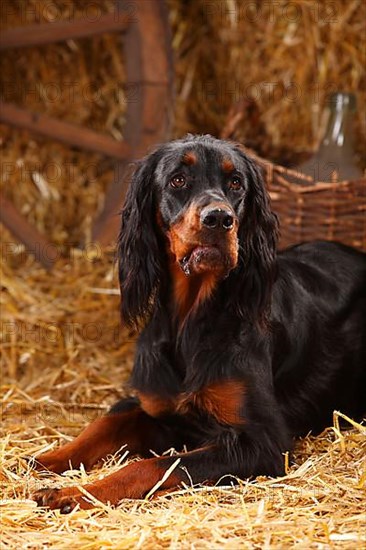 Gordon Setter