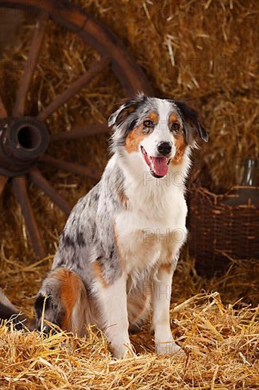 Australian Shepherd