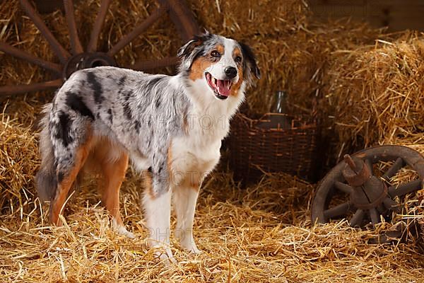 Australian Shepherd