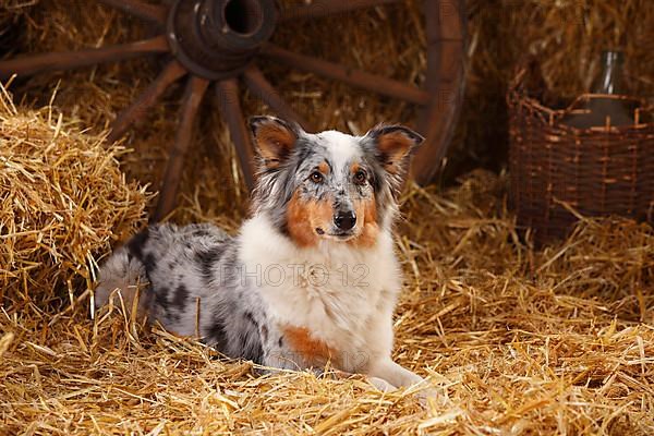 Australian Shepherd