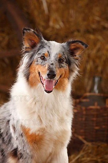 Australian Shepherd