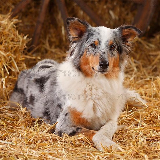 Australian Shepherd