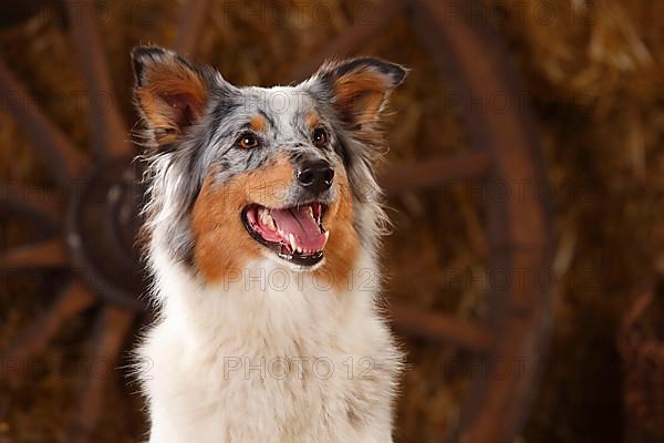 Australian Shepherd