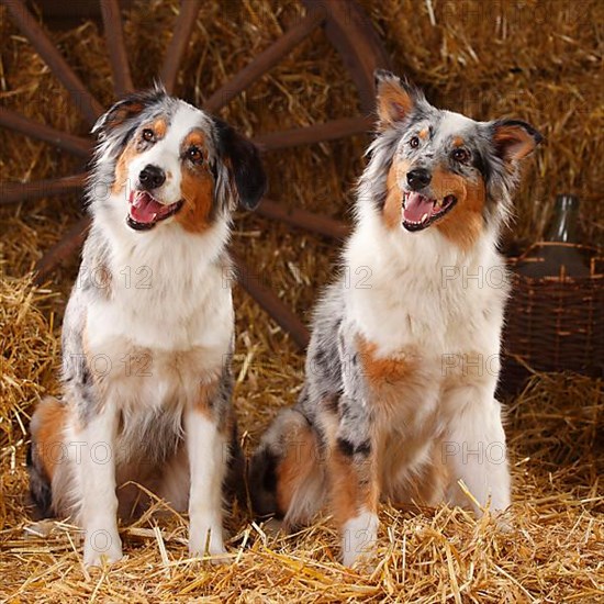 Australian Shepherd