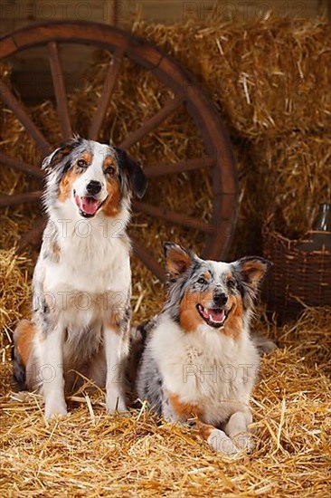 Australian Shepherd