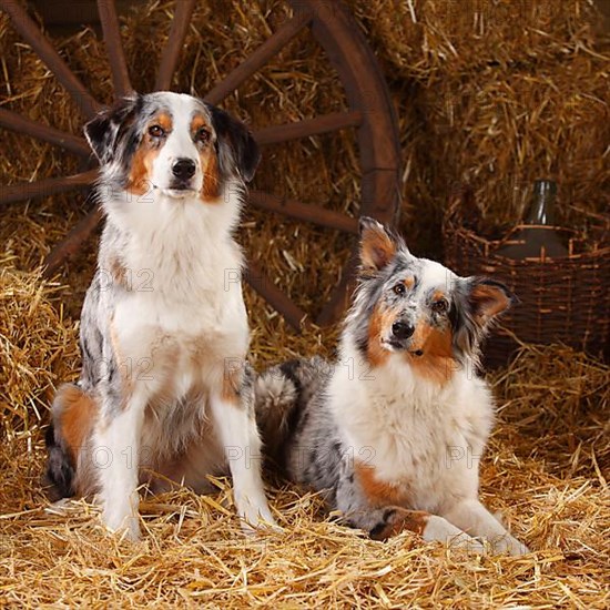 Australian Shepherd