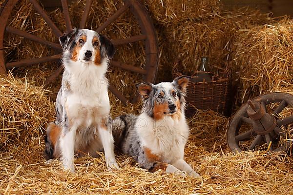 Australian Shepherd