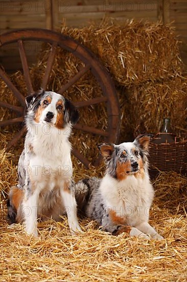 Australian Shepherd