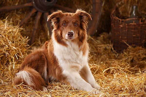 Border collie