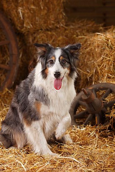 Australian Shepherd