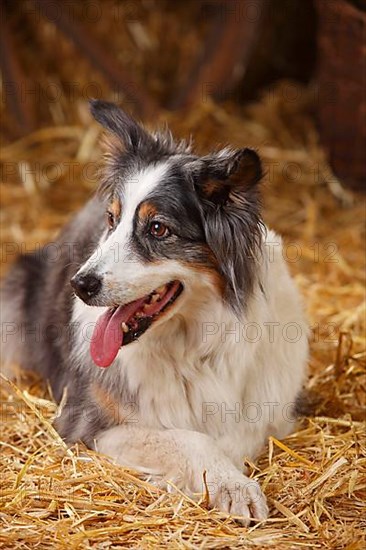 Australian Shepherd