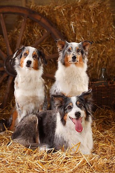 Australian Shepherd