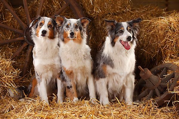 Australian Shepherd