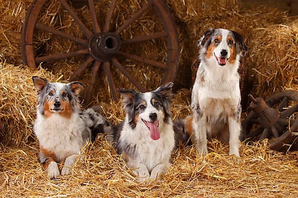 Australian Shepherd