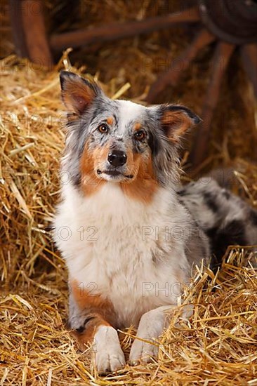 Australian Shepherd