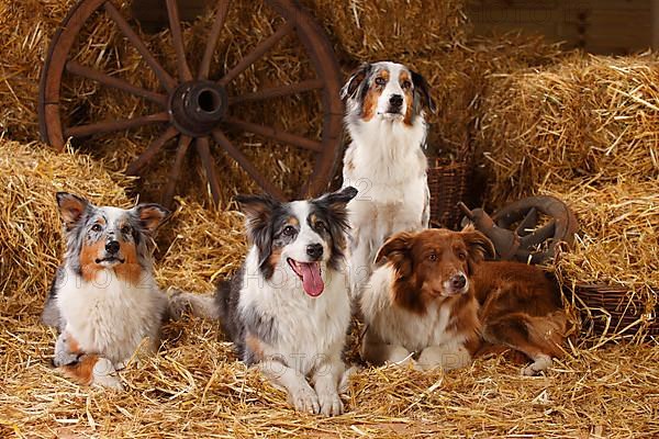 Australian Shepherd