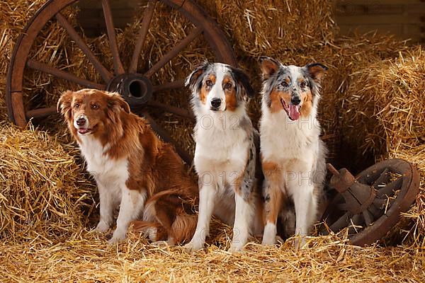 Australian Shepherd