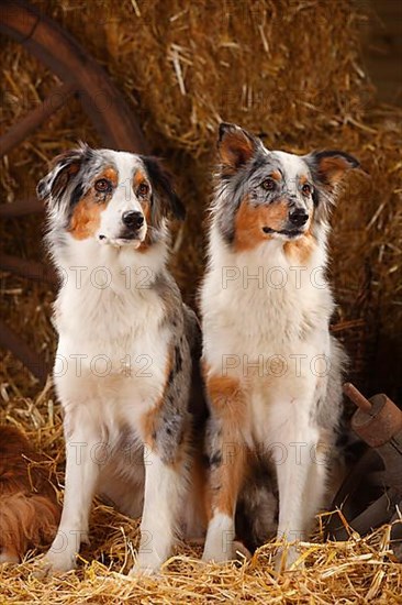 Australian Shepherd