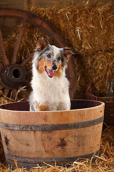 Australian Shepherd