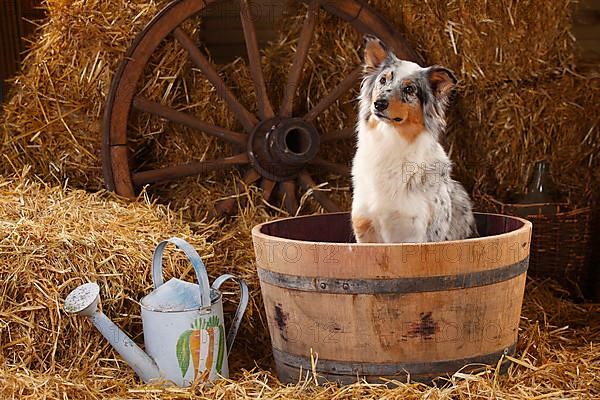 Australian Shepherd