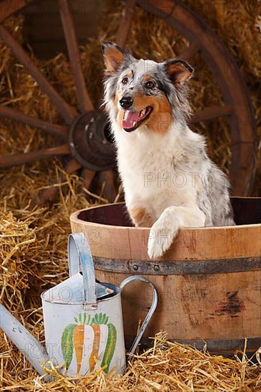 Australian Shepherd