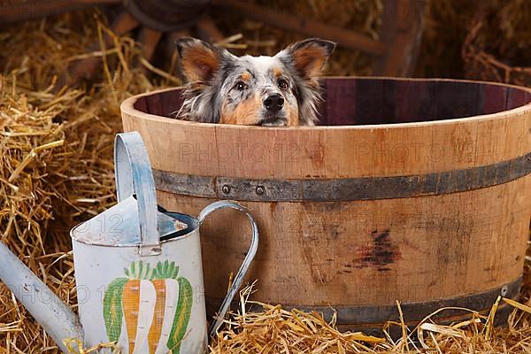 Australian Shepherd