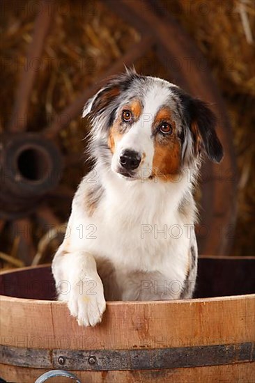 Australian Shepherd