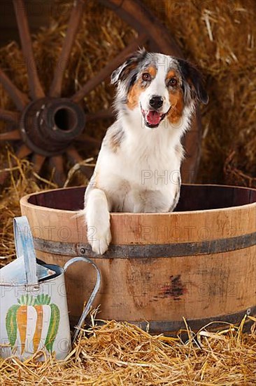 Australian Shepherd