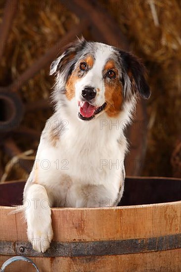 Australian Shepherd