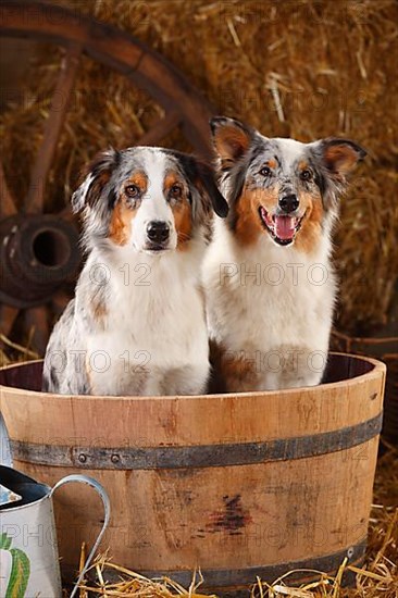 Australian Shepherd