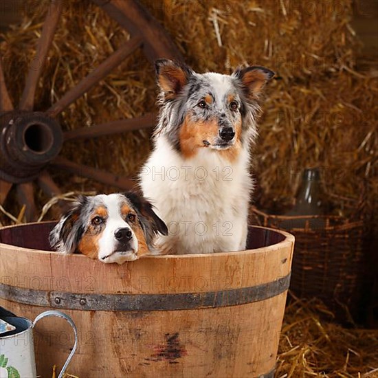 Australian Shepherd