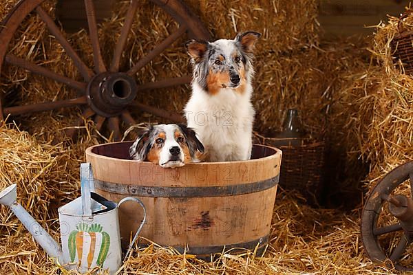 Australian Shepherd