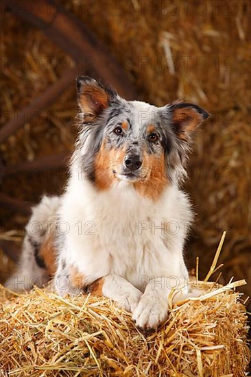 Australian Shepherd