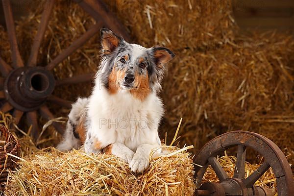 Australian Shepherd