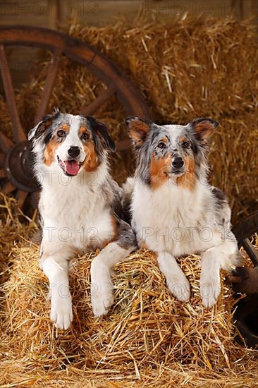 Australian Shepherd