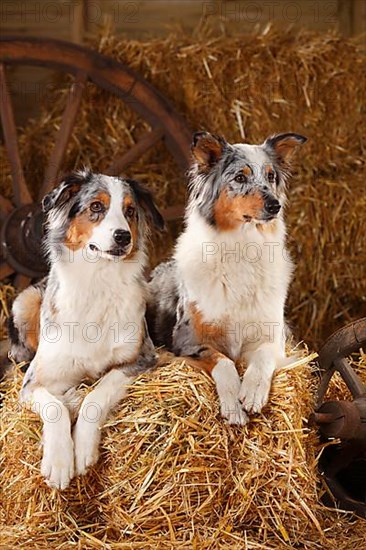 Australian Shepherd