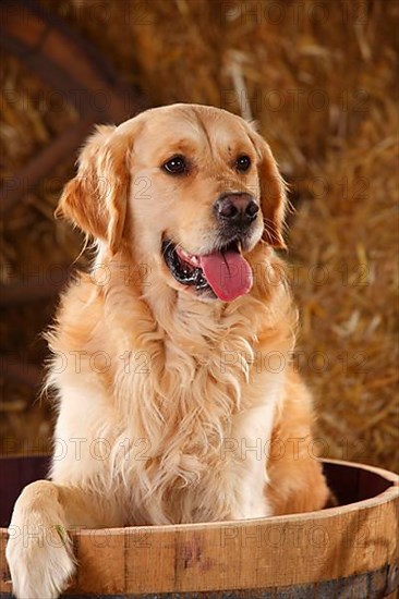 Golden Retriever