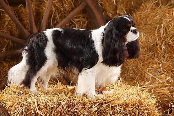 Cavalier King Charles Spaniel