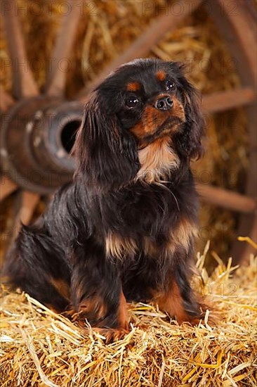 Cavalier King Charles Spaniel