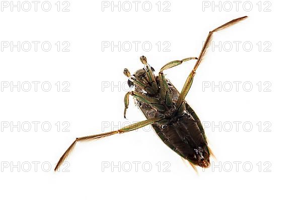 Spotted backswimmer