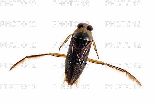 Spotted backswimmer