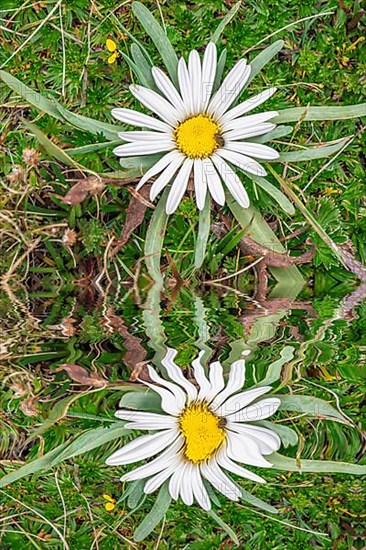 Paramo vegetation