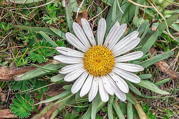 Paramo vegetation