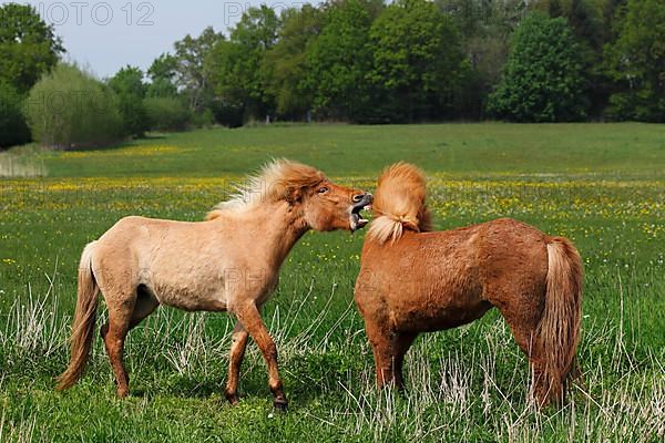 Icelandic horses