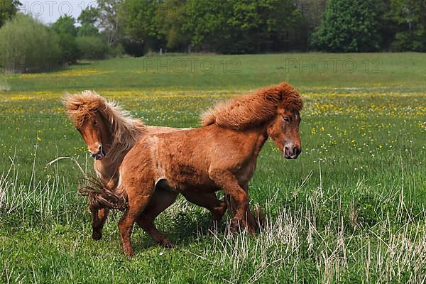 Icelandic horses