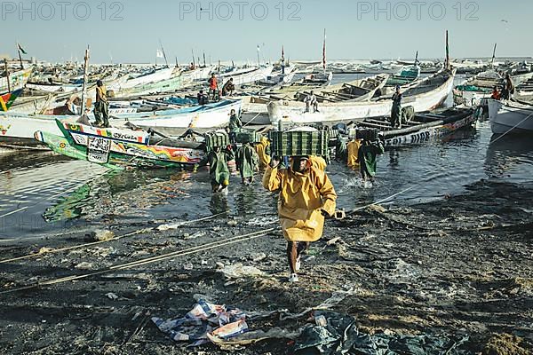 Arrival of the fishermen with the catch of the day in the harbour