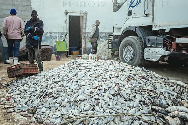 Sardines