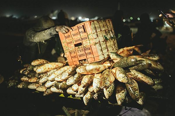 Unloading the catch onto carts at night